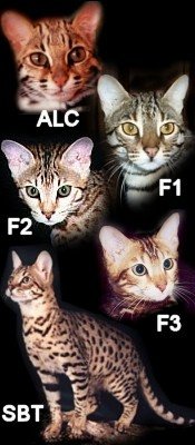 faundation bengal cat