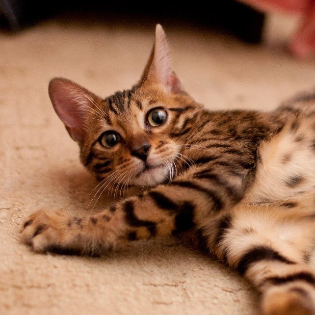 bengal kitten