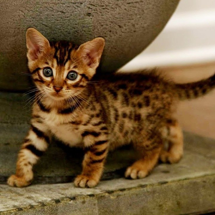 bengal kitten