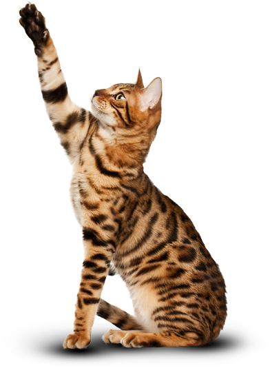 bengal cat