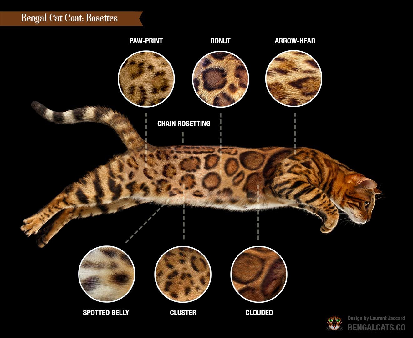 color bengal cat coat rosette types