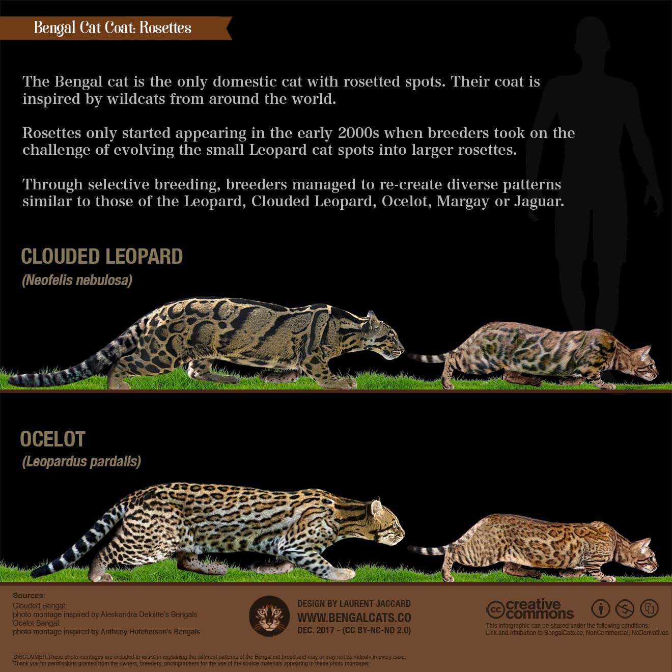 color bengal cat rosettes wildcats