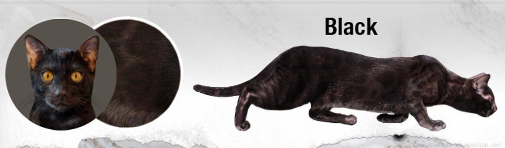 color black bengal cats melanistic
