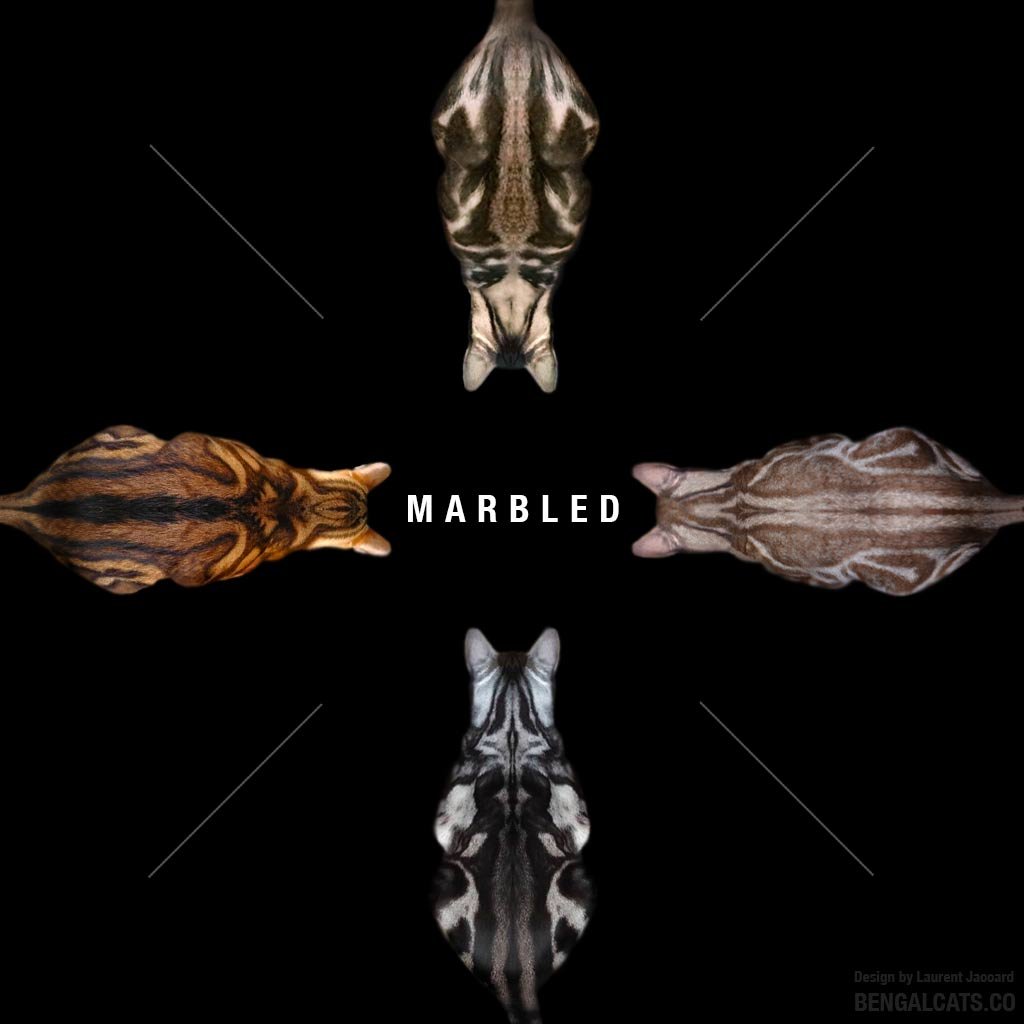 color marbled bengal cats