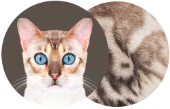 color snow lynx marble bengal