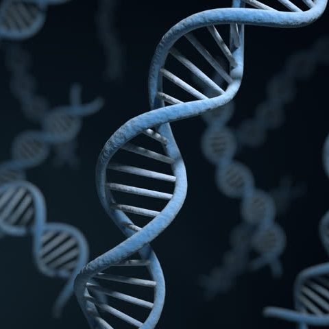 Genetic og breeding Bengal cats