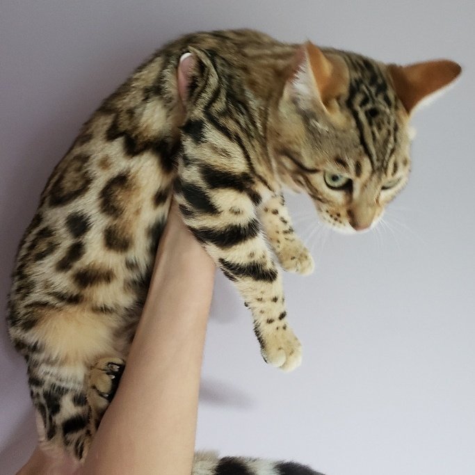 bengal kitten