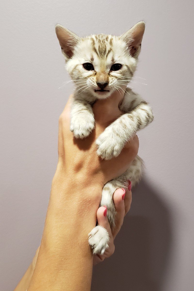 bengal kitten