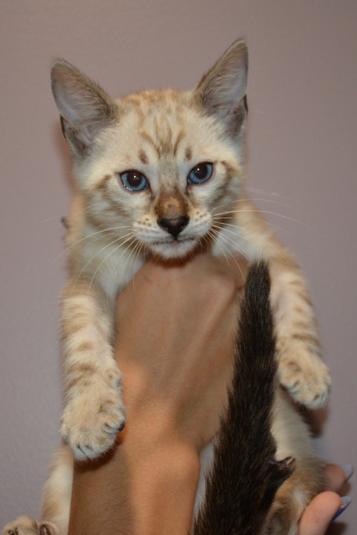 bengal kitten