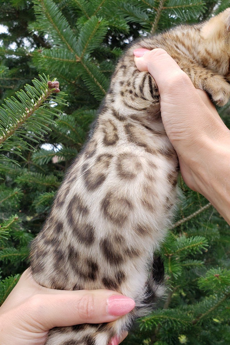 bengal kitten