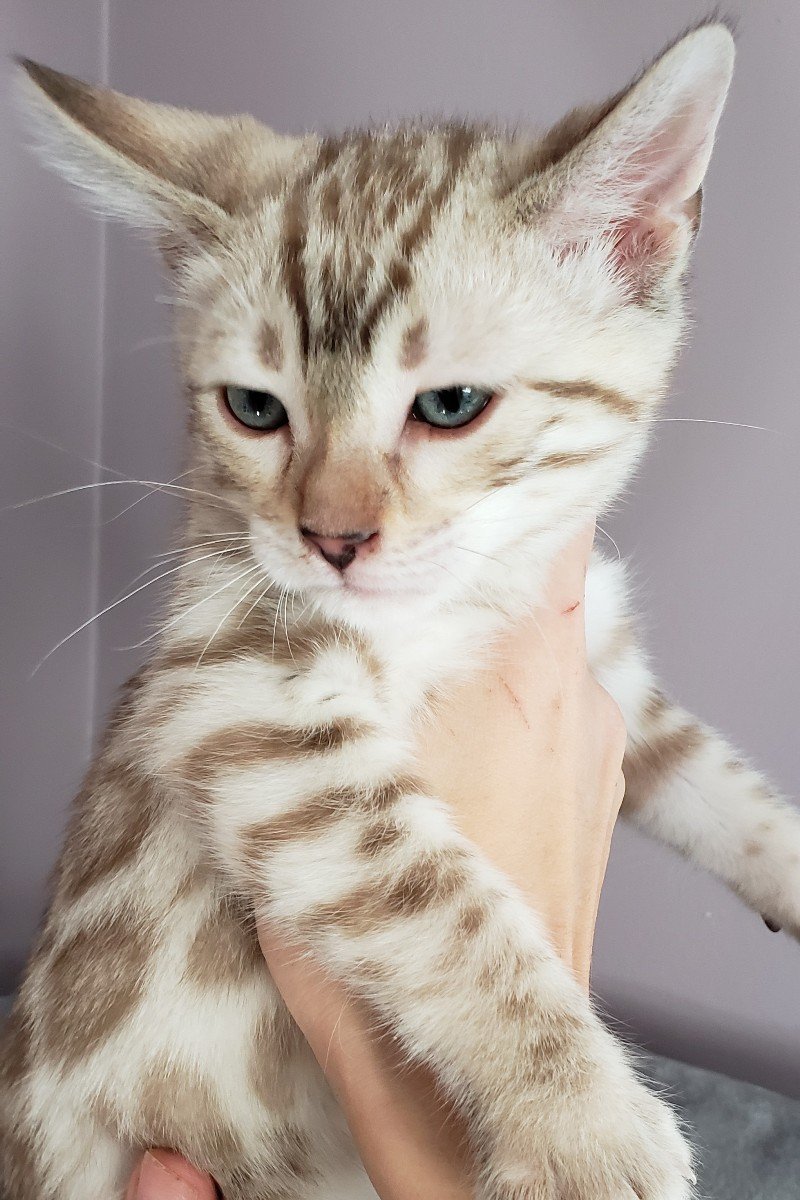 bengal kitten