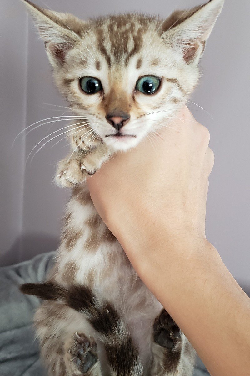 bengal kitten