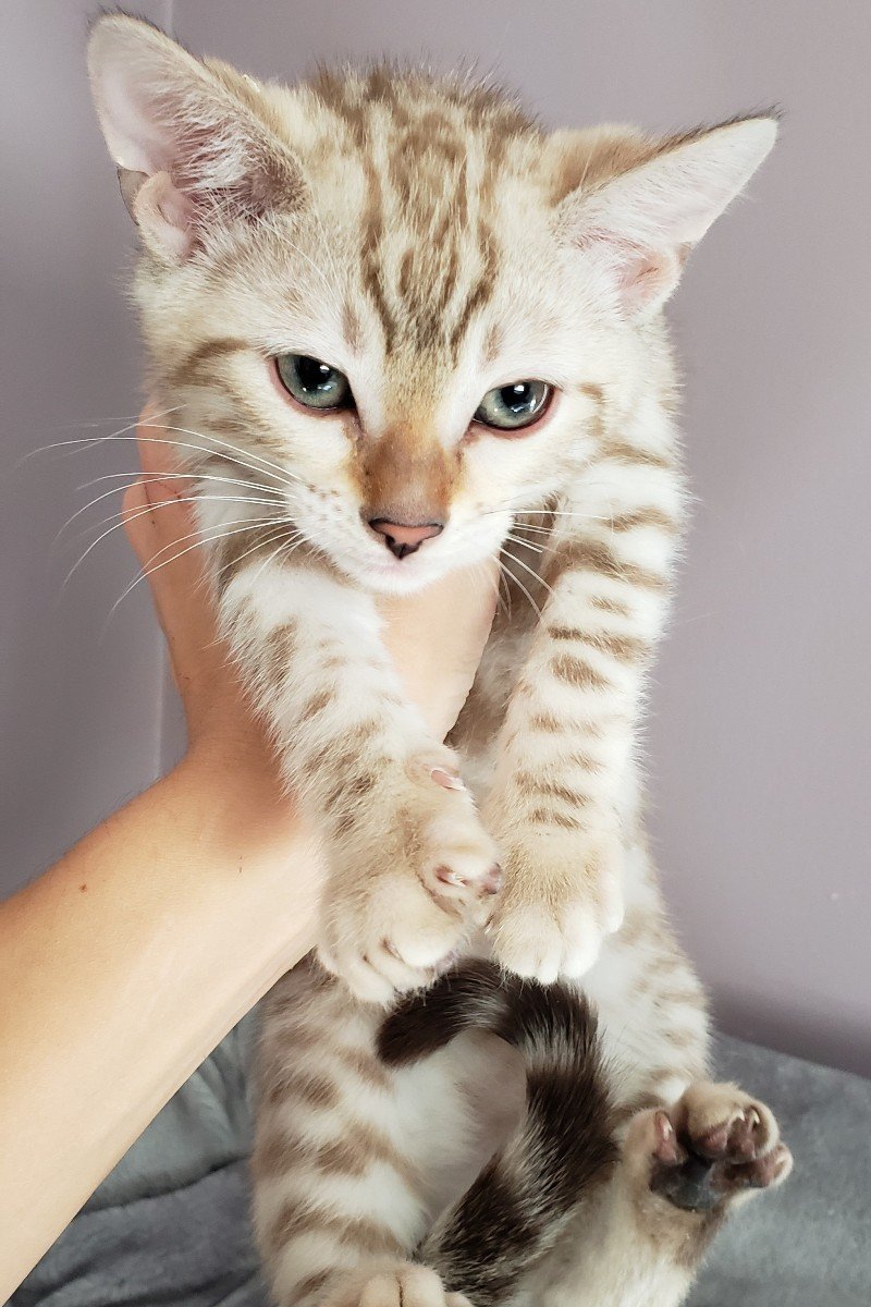bengal kitten