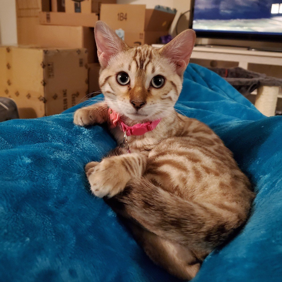 bengal kitten