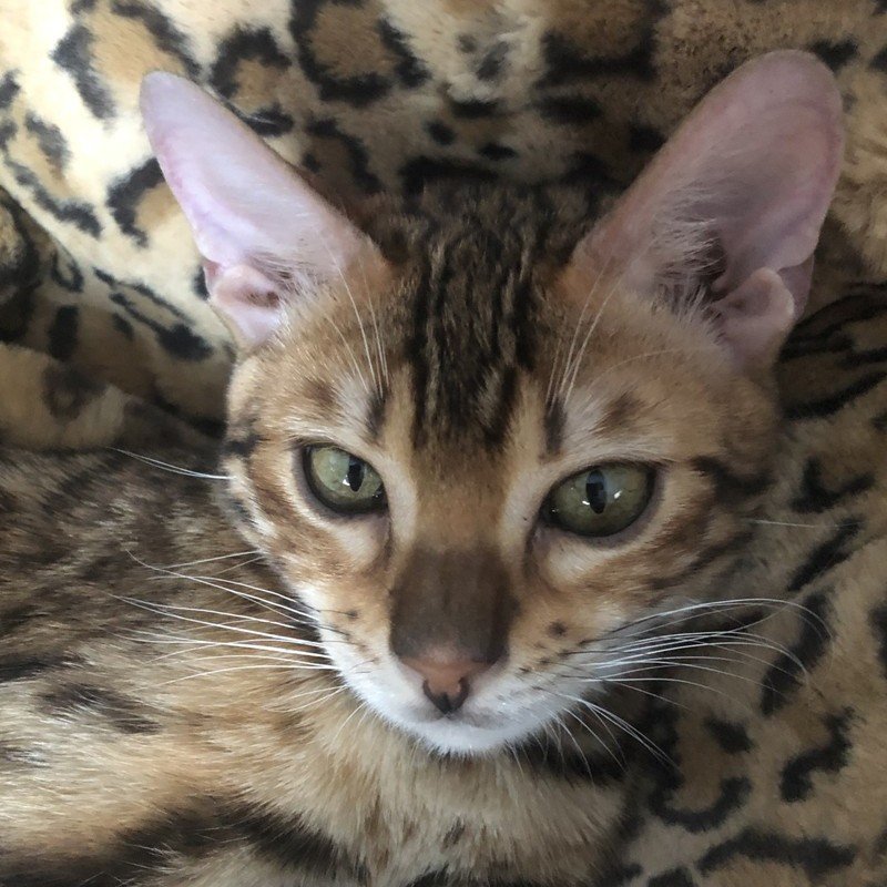 bengal kitten