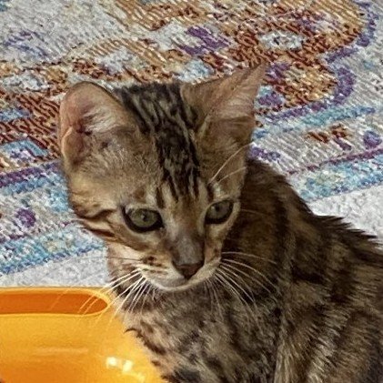 bengal cat testomonials