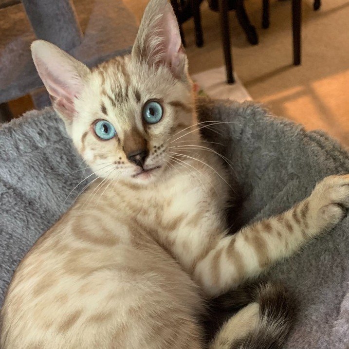 bengal kitten