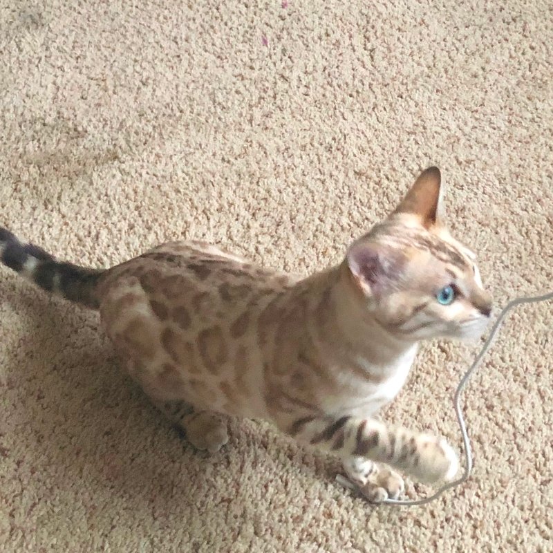 bengal kitten