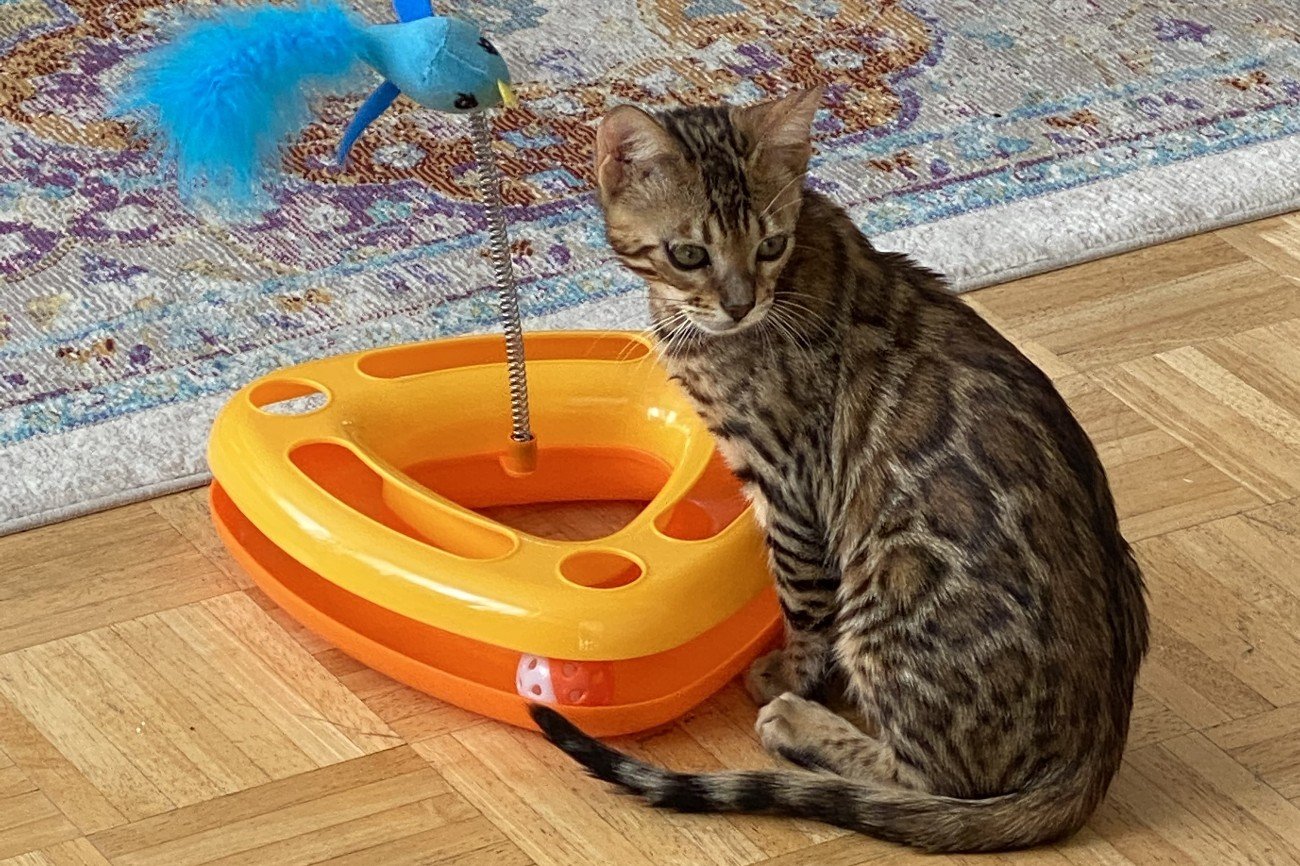 bengal cat testomonials